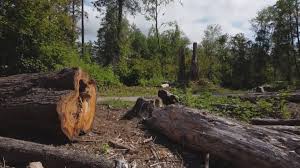 Best Tree Cabling and Bracing  in Thomasville, GA