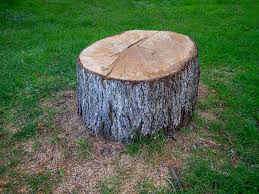 Best Tree Maintenance Programs  in Thomasville, GA