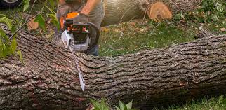Best Storm Damage Tree Cleanup  in Thomasville, GA