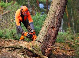 Best Lawn Renovation and Restoration  in Thomasville, GA