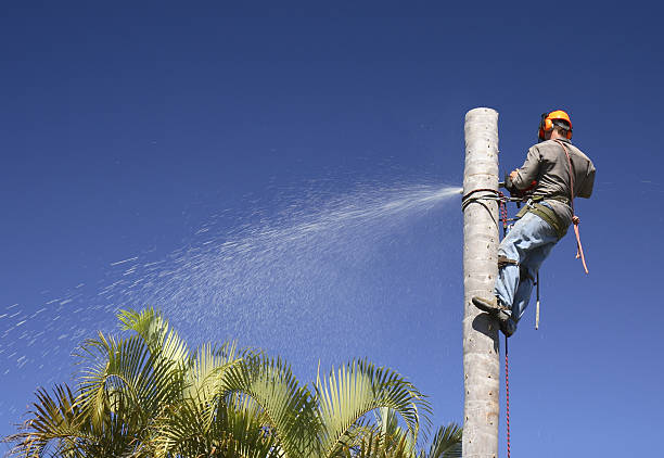 How Our Tree Care Process Works  in  Thomasville, GA