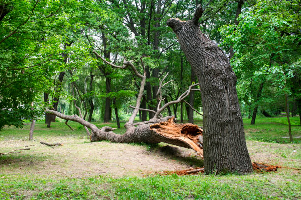 Best Utility Line Clearance  in Thomasville, GA