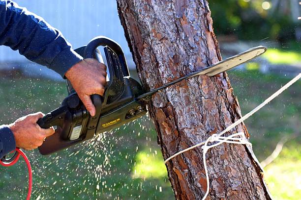 Best Lawn Irrigation Installation and Maintenance  in Thomasville, GA