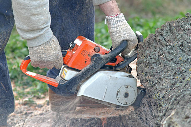 Best Arborist Consultation Services  in Thomasville, GA