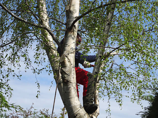 Best Tree Risk Assessment  in Thomasville, GA