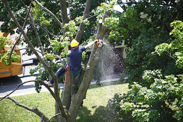 Best Lawn Disease Treatment  in Thomasville, GA