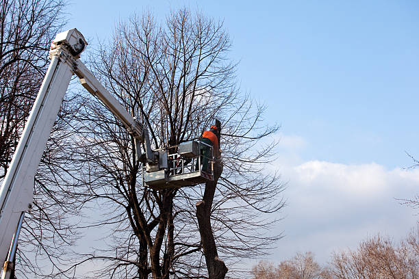 Thomasville, GA Tree Care Company