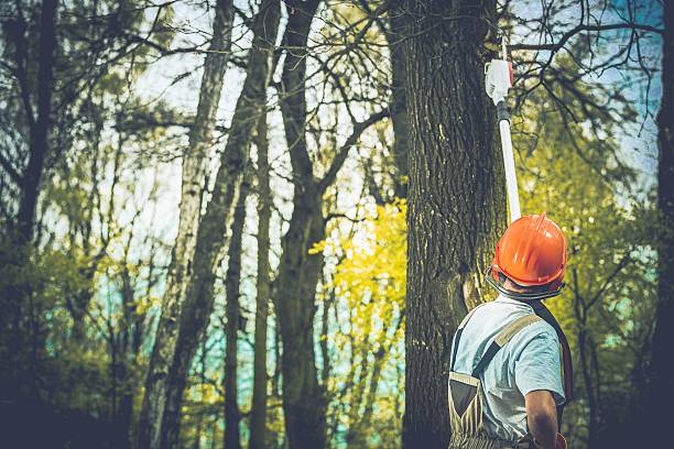 Best Tree Mulching  in Thomasville, GA
