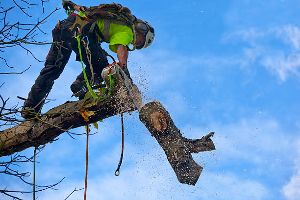 Best Lawn Pest Prevention  in Thomasville, GA